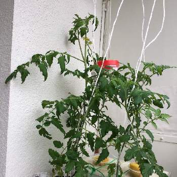 みつトマトの投稿画像一覧 Greensnap グリーンスナップ