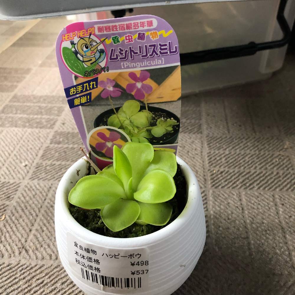 食虫植物の投稿画像 By フミヤンさん ﾑｼﾄﾘｽﾐﾚ と食虫植物 ムシトリスミレとバルコニー ベランダと食虫植物とﾑｼﾄﾘｽﾐﾚ と食虫植物 ムシトリスミレ 19月6月9日 Greensnap グリーンスナップ Greensnap グリーンスナップ