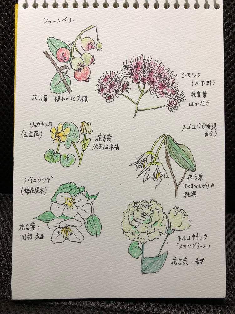 スケッチの投稿画像 By はなちゃんさん 植物スケッチとイラストと植物のイラスト 2019月6月9日 Greensnap グリーンスナップ