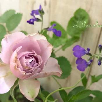 チェリーセージ ✧グレープの画像 by nyacoさん | バルコニー/ベランダと私のローズガーデンinベランダ♬とnyaco’s rose 2019 春 ♡と薔薇愛同盟と薔薇に魅せられてとベランダガーデニングとお庭を彩るお花・樹木フォトコンとバラ・切り花品種とバラが好きと花のある暮らしと薔薇♪とばら 薔薇 バラとバラ・ミニバラとロザリアンとベランダでバラを♬とベランダーとライラッククラッシック バラとバラを楽しむとバルコニストとチェリーセージ ✧グレープ