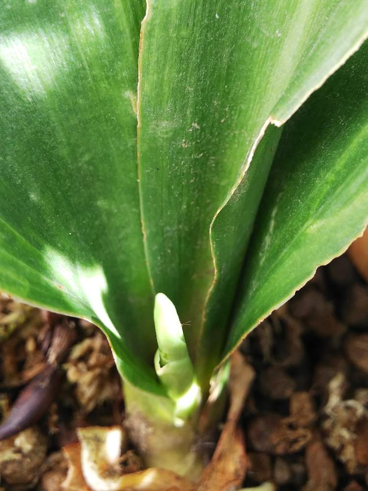 オモトの投稿画像 By ブーケさん 万年青と水やりと放置栽培とベランダガーデンと万年青 と花のある暮らしといやされる 19月6月9日 Greensnap グリーンスナップ