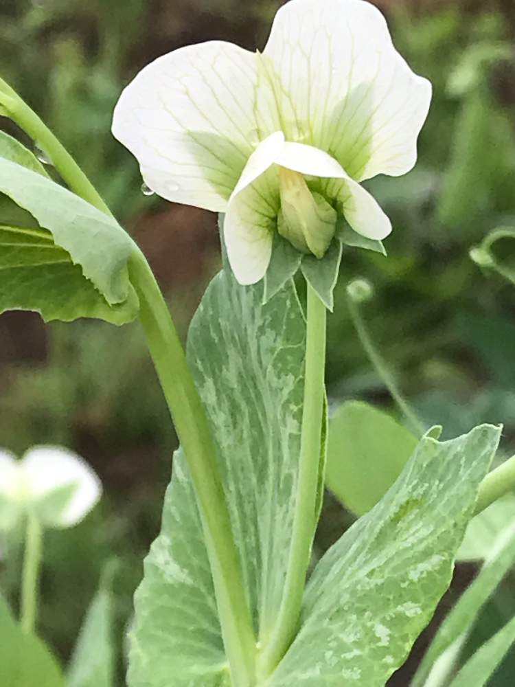 スナップエンドウの花の投稿画像 By アボガドさん 植えっぱなし植物と庭木の花と欄 熱帯植物 観葉植物と我が家の花壇とはたけと花のある暮らしと花壇 山野草 19月6月9日 Greensnap グリーンスナップ