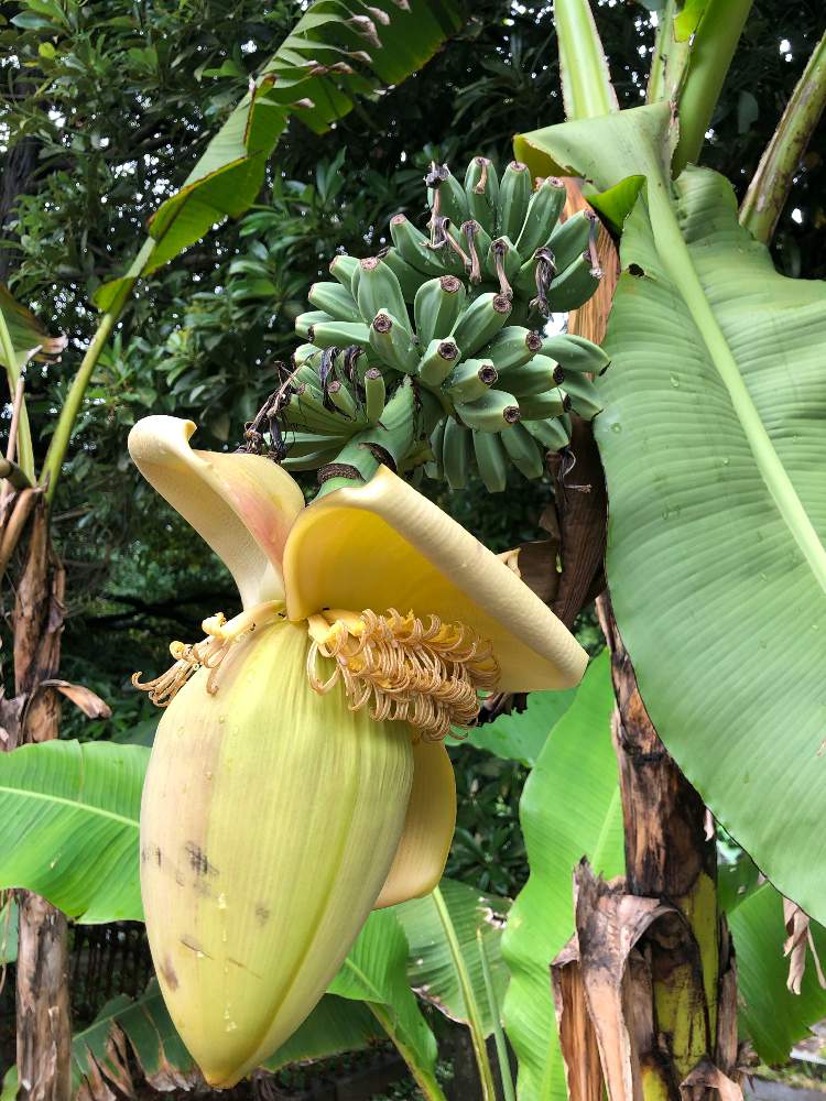 バナナ の投稿画像 By Ajiさん 芭蕉の実 19月6月9日 Greensnap グリーンスナップ