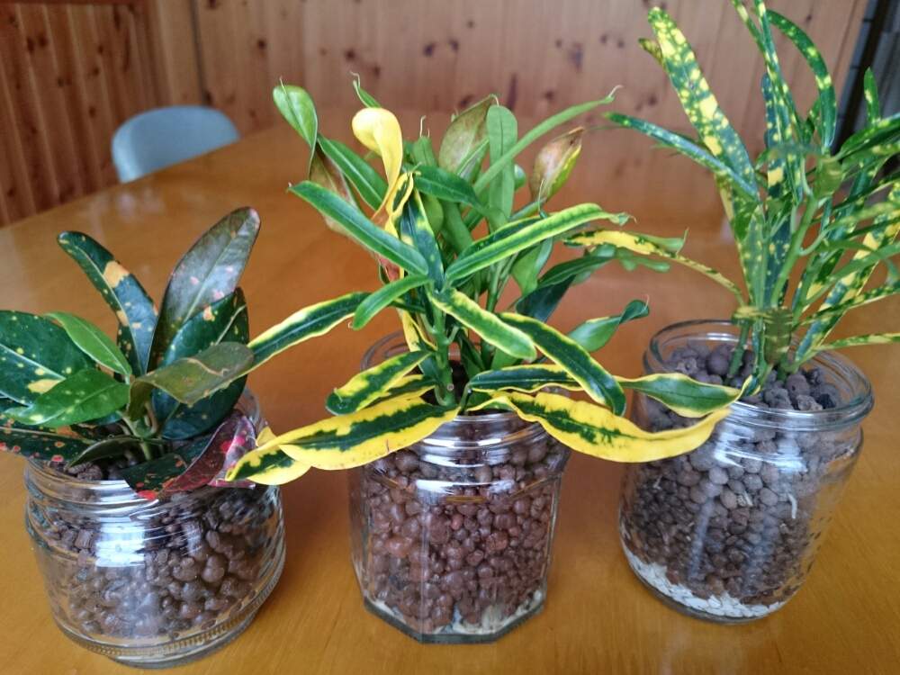 クロトンの投稿画像 By Mamakoさん 空き瓶と小さな植物と観葉植物とハイドロカルチャーと水耕栽培とガラス瓶 2019月6月9日 Greensnap グリーンスナップ