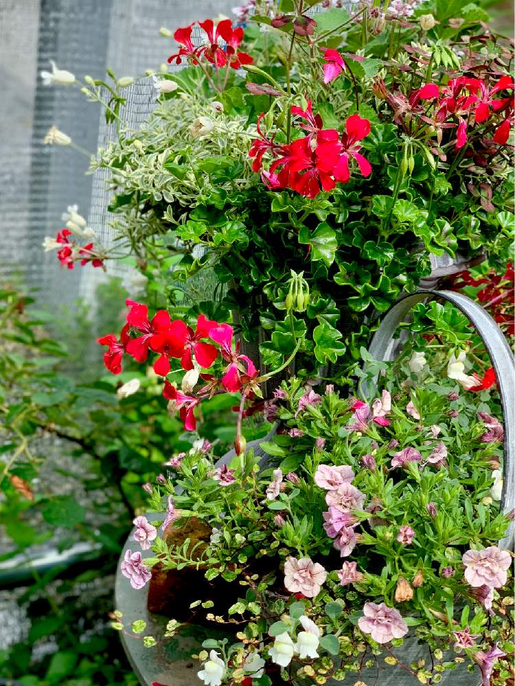 アイビーゼラニウムの投稿画像 By エンジェル ドロップ Angels Drops さん 寄せ植えと花のある暮らし 19月6月9日 Greensnap グリーンスナップ