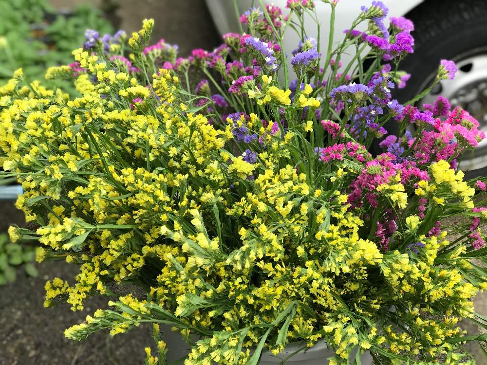 令和最初の植物の投稿画像 By ゆうさんさん 種からの幸せと植物男子とドライフラワーと育苗と種まきと家庭菜園と寄せ植えとマイガーデンと種まきから育てると フリーマーケットとお花畑 とgreensnapmarcheとフラワーアレンジメントと花のある暮らしと家庭菜園奮闘日記と 令和最初の植物の投稿画像 By ゆうさんさん 種からの幸せと植物男子とドライフラワーと育苗と種まきと家庭菜園と寄せ植えとマイガーデンと種まきから育てると フリーマーケットとお花畑 とgreensnapmarcheとフラワーアレンジメントと花のある暮らしと家庭菜園奮闘日記と