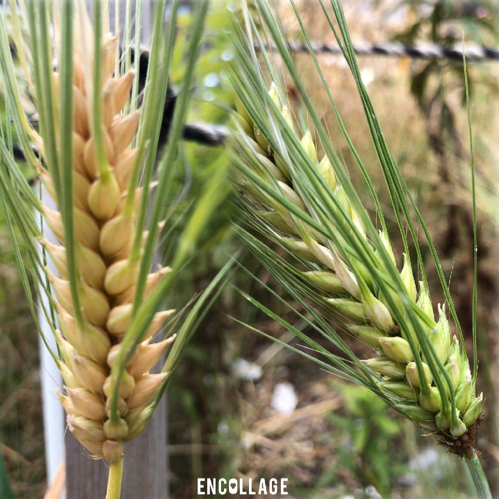 雑草の投稿画像 By まきちゃんさん 空き地と麦みたいな雑草と大麦とムギとお出かけ先と雑草と空き地と麦みたいな雑草 19月6月9日 Greensnap グリーンスナップ Greensnap グリーンスナップ