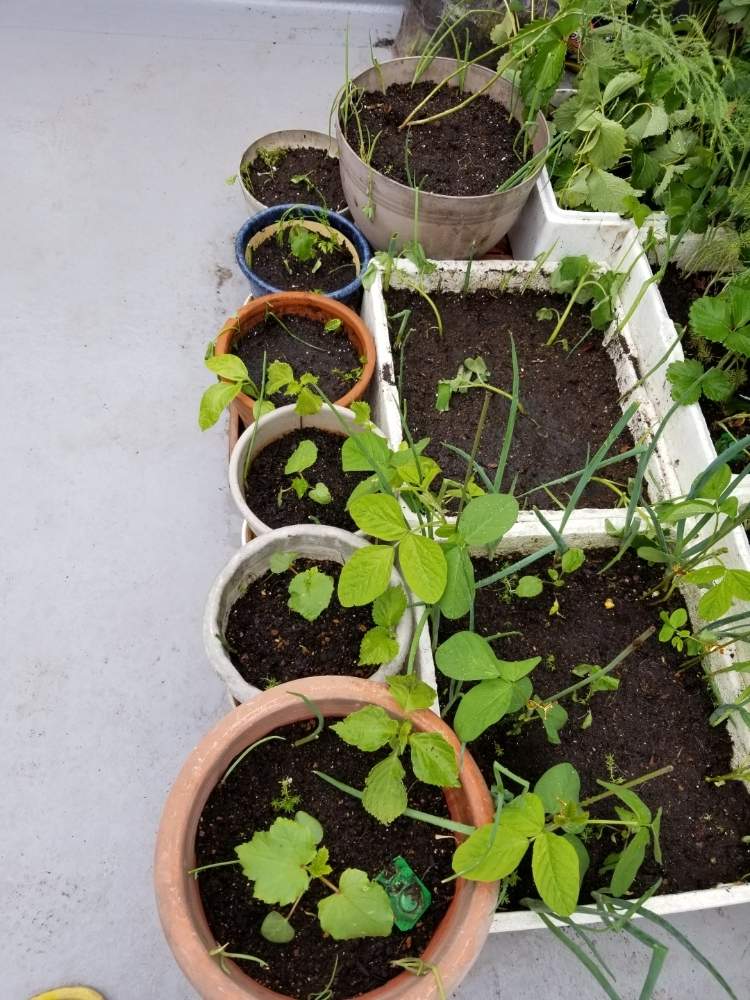 オクラの投稿画像 By 種からパッションフルーツさん シソとナスとパッションフルーツとアスパラガスとエダマメと小ネギと食用 ほおずきと我が家の果物たちと花のある暮らしとベランダ菜園と家庭菜園奮闘日記と緑のある生活 19月6月9日 Greensnap グリーンスナップ