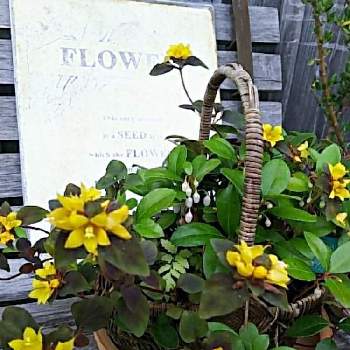 リシマキアミッドナイトサン☺︎の画像 by ＊chocomint＊さん | 小さな庭とリシマキアミッドナイトサン☺︎とカゴ寄せとナチュラルスタイルと花のある暮らしとチェッカーベリーのお花