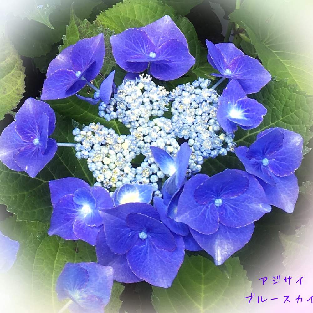 ハイドランジアの投稿画像 By せーらさん ガクアジサイとアジサイと６月の花とあじさいまつりとおさんぽと花木とガクアジサイ と紫陽花 アジサイ あじさい とガーデニングと花のある暮らしとブルーの花と あじさい19 フォトコンテスト 19月6月9日 Greensnap