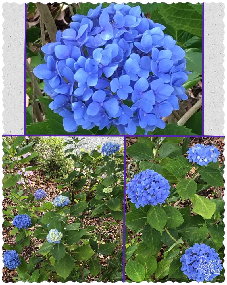 紫陽花 青てまりの投稿画像 By 三毛猫さん 紫陽花と初夏の花々と青い花とアジサイ 紫陽花と あじさい19 フォトコンテストと花のある暮らしと初夏の花木 19月6月9日 Greensnap グリーンスナップ
