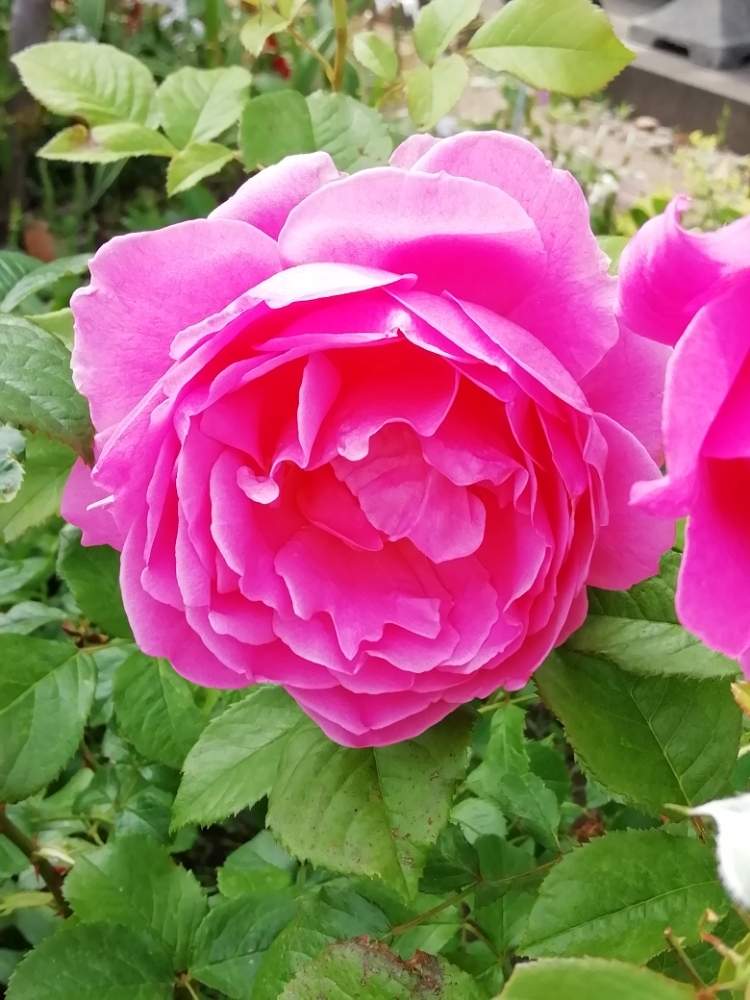 サンテグジュペリの投稿画像 By ロサさん 手作りの庭と花のある暮らしとばら バラ 薔薇 19月6月9日 Greensnap グリーンスナップ