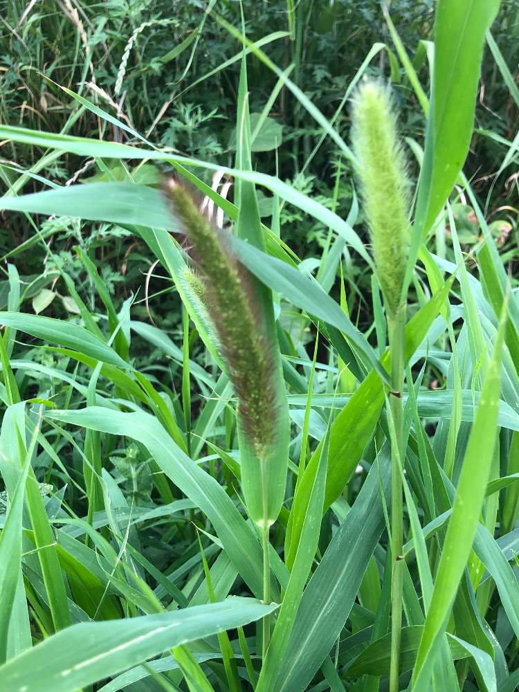 ムラサキエノコログサの投稿画像 By ぼんやりりりさん エノコログサとイネ科と野草 19月6月9日 Greensnap グリーンスナップ