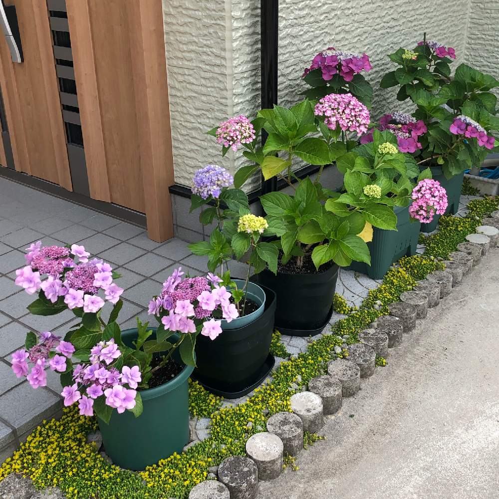 花のある暮らしの投稿画像 By きみこさん プランター栽培と満開 とウキウキ 19月6月9日 Greensnap グリーンスナップ