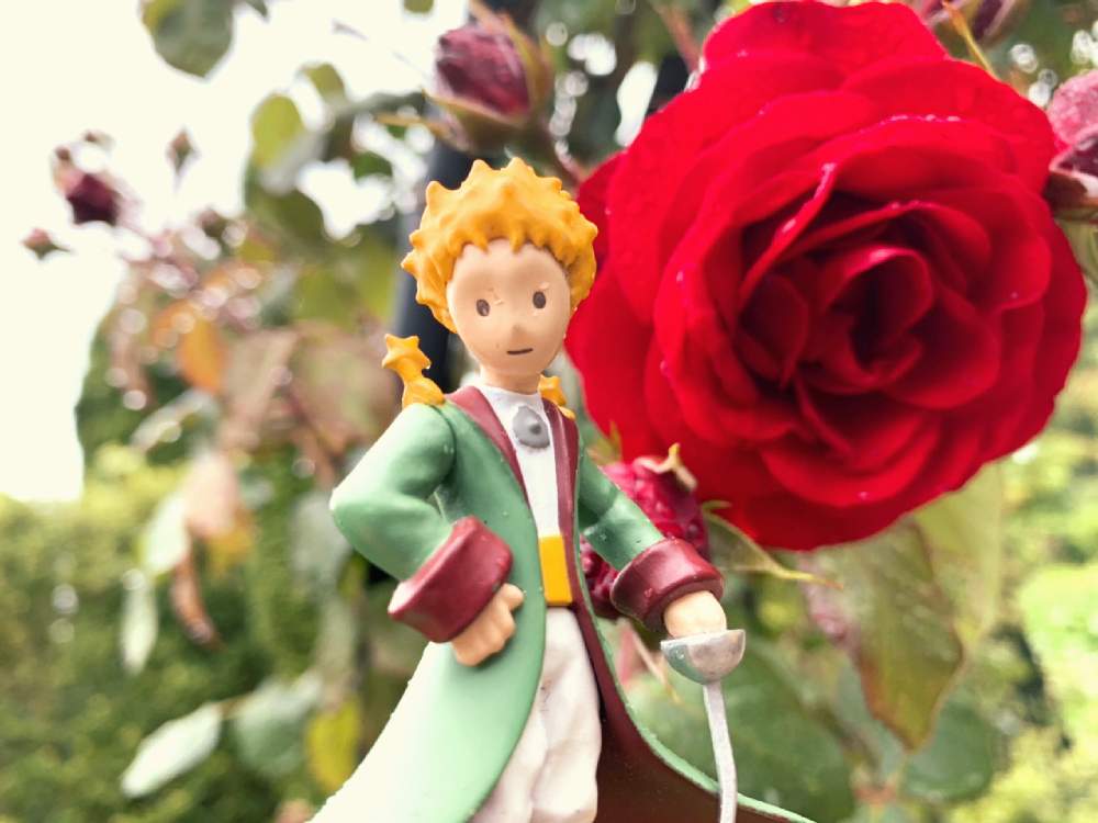 バラの投稿画像 By Barbossa バルボッサさん 星の王子さまと花のある暮らしと春バラとgs映え 19月6月9日 Greensnap グリーンスナップ