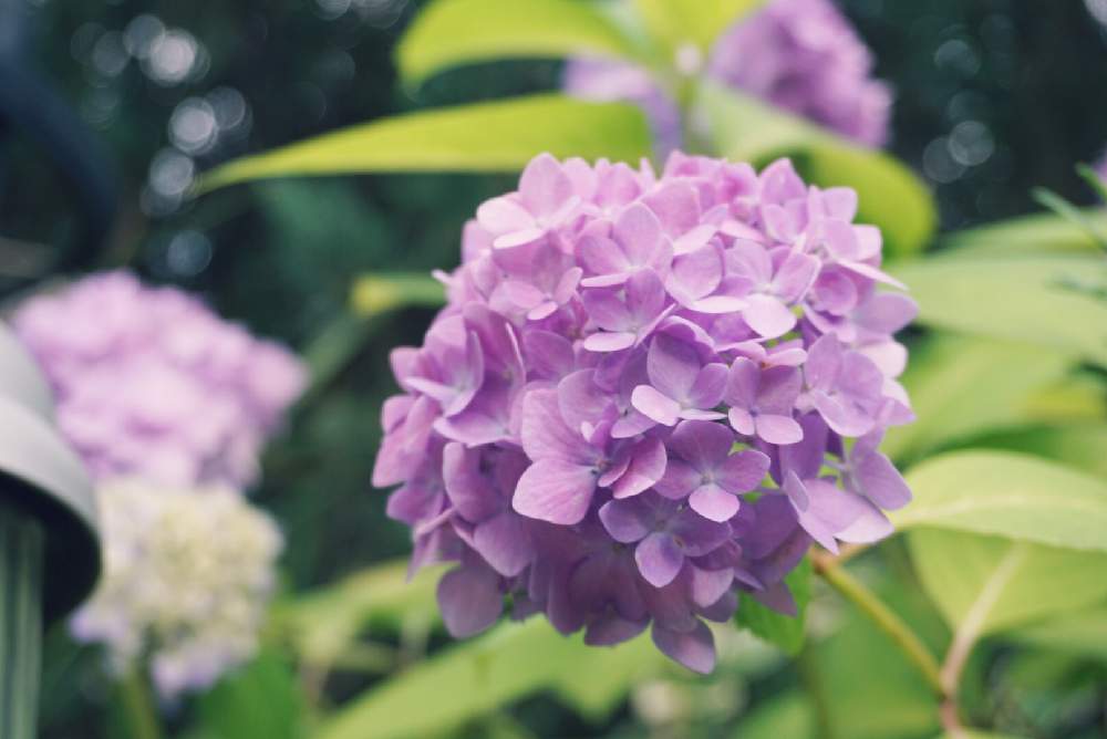 四季咲きアジサイ 霧島の恵の投稿画像 By マメしばさん 小さな庭とガーデニングとアジサイ 紫陽花と紫陽花 アジサイ あじさい と花のある暮らしとガーデニングとアジサイ 紫陽花と紫陽花 アジサイ あじさいと花のある暮らし 19月6月9日 Greensnap グリーン 四季咲きアジサイ 霧島の恵の投稿画像 By マメしばさん 小さな庭とガーデニングとアジサイ 紫陽花と紫陽花 アジサイ あじさい と花のある暮らしとガーデニングとアジサイ 紫陽花と紫陽花 アジサイ あじさいと花のある暮らし 19月6月9日 Greensnap グリーン