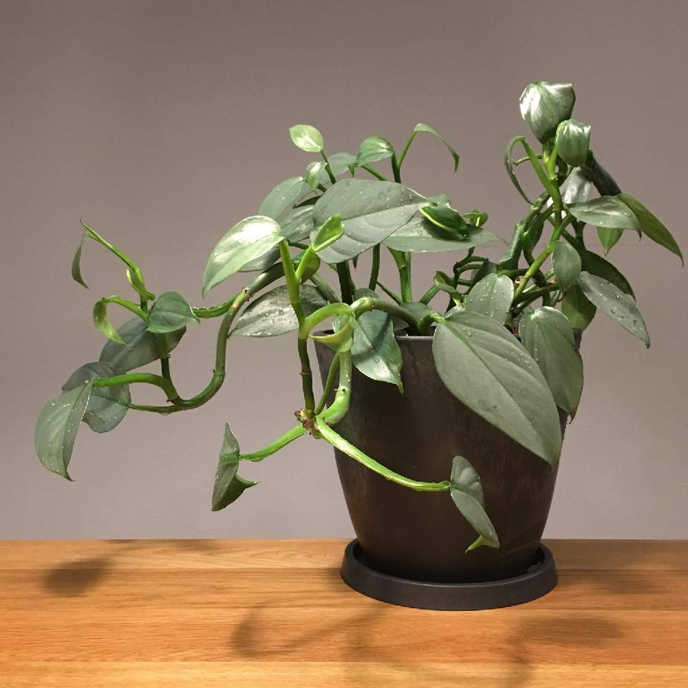 フィロデンドロン シルバーメタル 観葉植物 グリーンのある暮らし〜✨