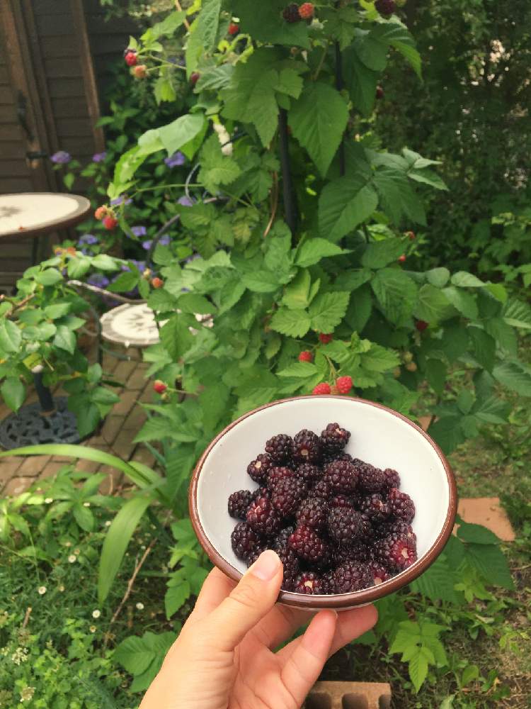 ボイセンベリーの投稿画像 By R子さん ガーデニングとナチュラルガーデンと庭からの恵みと家庭菜園奮闘日記とベリー系果樹21 19月6月9日 Greensnap グリーンスナップ