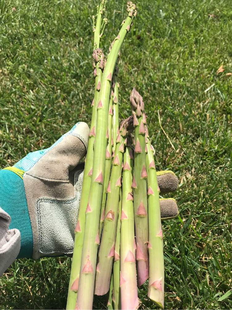アスパラガスの投稿画像 By ミンティーさん 家庭菜園と初心者と今日の収穫 と家庭菜園奮闘日記とアスパラガス と収穫と収穫物 19月6月10日 Greensnap グリーンスナップ