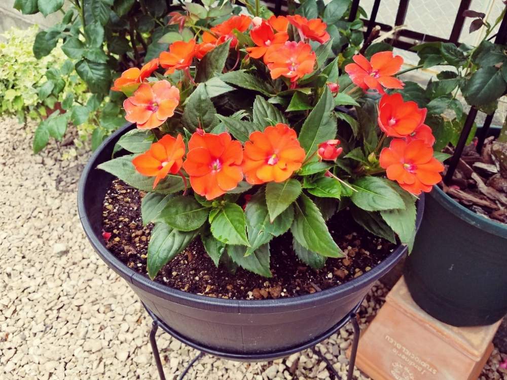 福岡の投稿画像 By のな さん 花のある暮らしとニューギニアインパチェンス とチーム福岡とサンパチェンスと小さな庭と福岡と花のある暮らしとニューギニア インパチェンス とチーム福岡 19月6月10日 Greensnap グリーンスナップ Greensnap グリーン