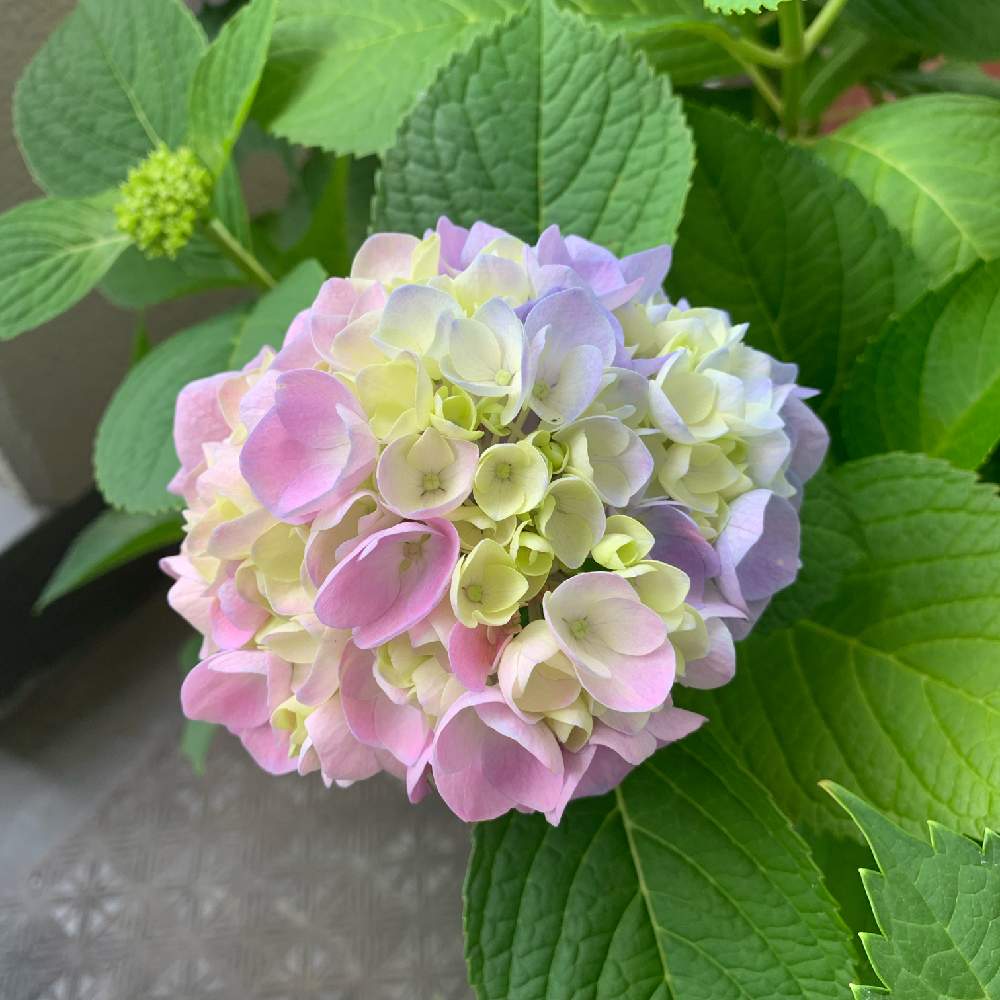 紫陽花の投稿画像 By Chairlleさん ベランダガーデニングと挿し木と花のある暮らしと あじさい19 フォトコンテスト 19月6月10日 Greensnap グリーンスナップ