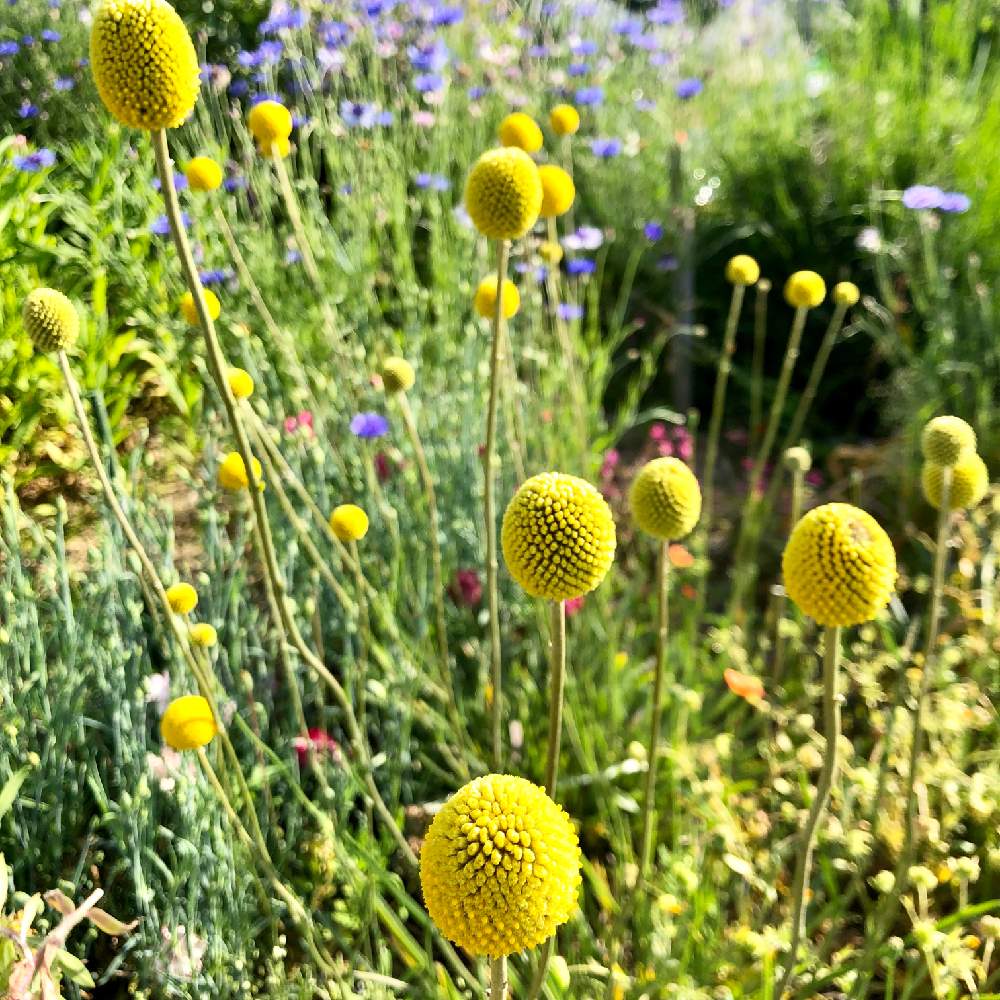 クラスペディアの投稿画像 By Na Chanさん 畑と植物と共に暮らすとドライフラワーになる花と切花になるとタネからと共同菜園借りてますと花のある暮らしといいね フォロー コメント ありがとうと植物と共に暮らすとドライフラワーになる花と切花になるとタネ
