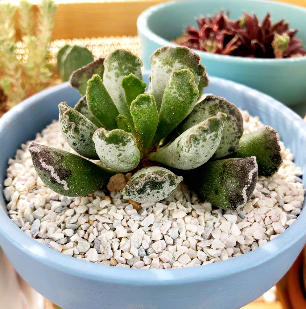 楊貴妃の扇の投稿画像 By うたまさん 緑のある暮らしと北海道と多肉男子とアドロミスクス 属 19月6月10日 Greensnap グリーンスナップ