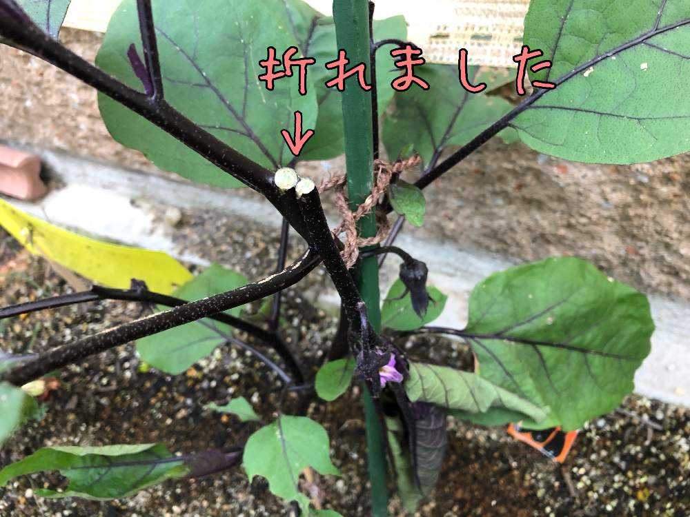 19 ナス栽培 Greensnap グリーンスナップ