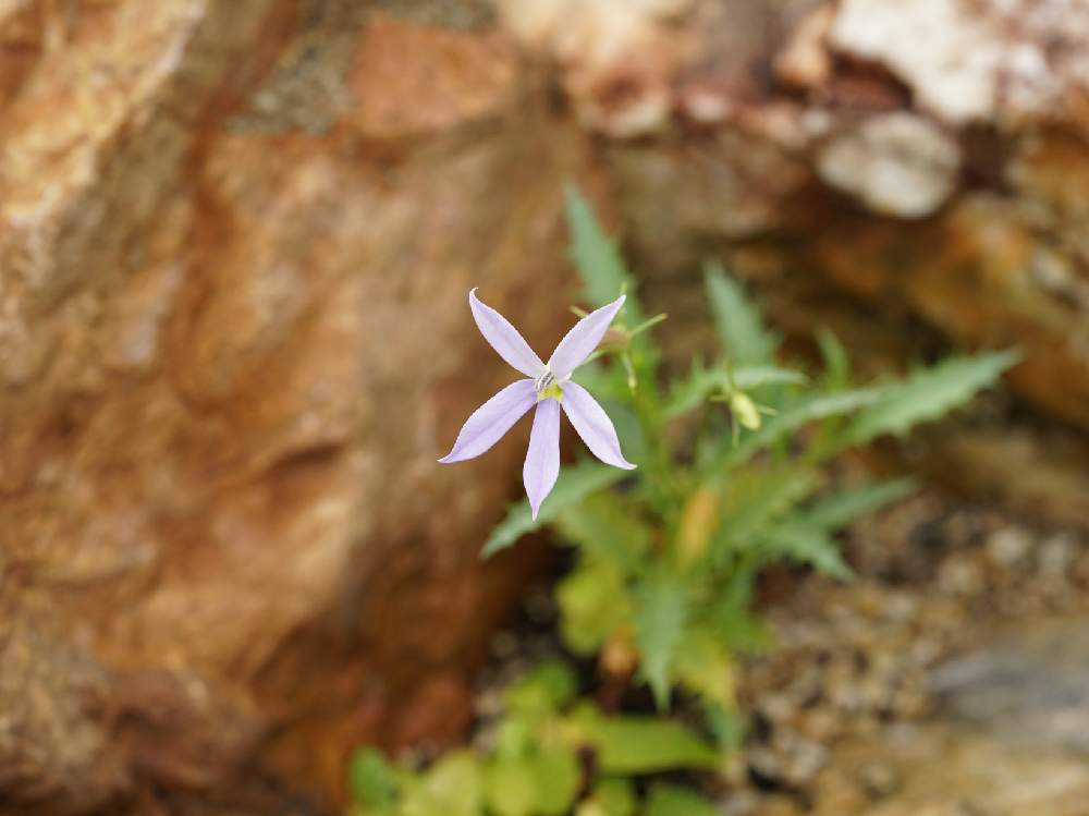 イソトマの投稿画像 By スローライフさん 雨上がりとロックガーデンと私の庭とガーデニングと花のある暮らしと可愛いピンク色 と紫の花と地植えと地植えの花と咲いた 19月6月10日 Greensnap グリーンスナップ