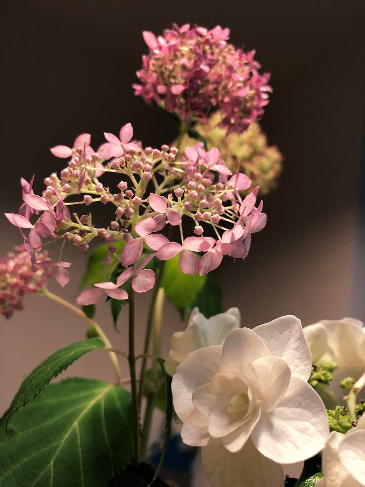 ピンクアナベルの投稿画像 By ピノコさん アジサイ 乙女心とアジサイ白と嬉しい贈り物と小さい生け花と切り花 初夏とうすいピンクと我が家へようこそと白い 花と飾るとビン挿し 19月6月10日 Greensnap グリーンスナップ