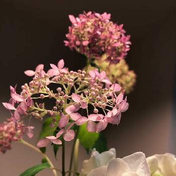 小さい生け花の画像 by ピノコさん | 部屋とピンクアナベルとアジサイ 乙女心とアジサイ白と嬉しい贈り物と小さい生け花と切り花 初夏とうすいピンクと我が家へようこそと白い花と飾るとビン挿し