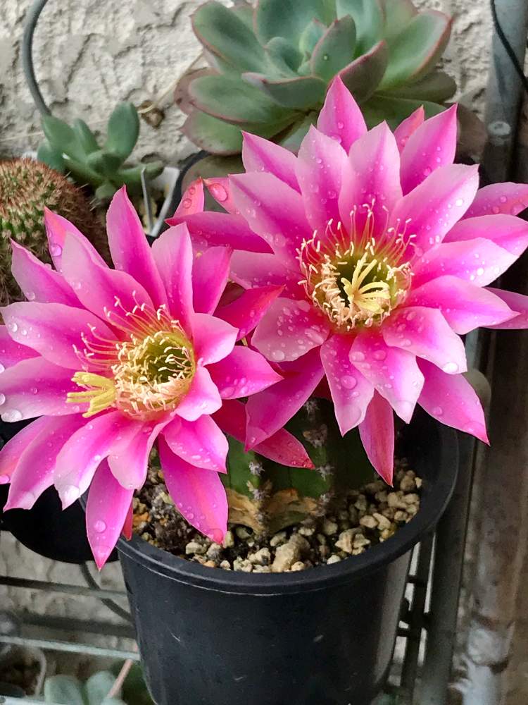 新花魁の投稿画像 By Pちゃんさん ソエレンプシスと多肉植物とサボテン科と植中毒と今日のお花と多肉女子とタニラーと花のある暮らしと可愛いピンク色 19月6月10日 Greensnap グリーンスナップ