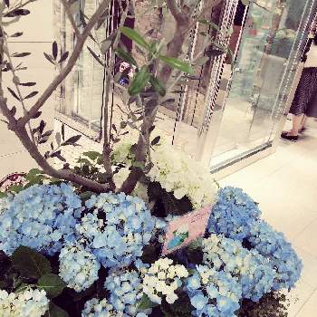 アトレ恵比寿の投稿画像一覧 Greensnap グリーンスナップ