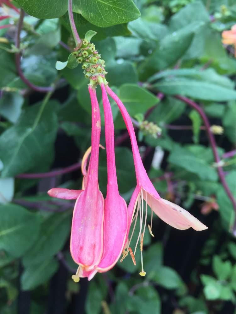 ベストニンドウ忍冬の別名がある植物は 最高の花の画像