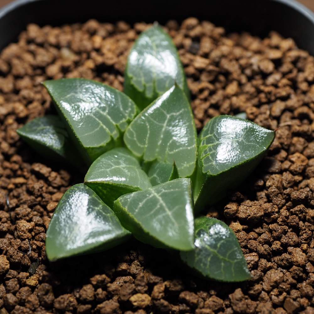 haworthia sp ハオルシア 万象 原種 サボテン 多肉植物 塊根植物 実生 ...