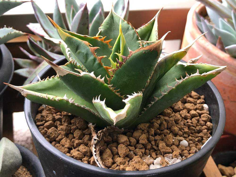 アガベ チタノタのシエラミクスティカ ホワイトソーンズ コンパクタ様