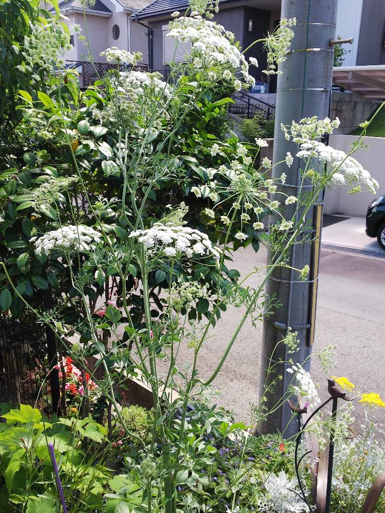 オルラヤホワイトレースフラワーの投稿画像 By クッキーさん 涼しげな花と小さな花壇と花のある暮らしと白い花と小さなお庭 19月6月11日 Greensnap グリーンスナップ