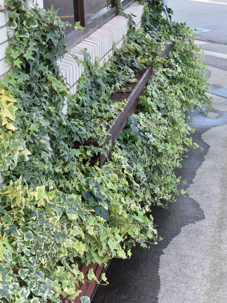 アイビーの投稿画像 By Rossoさん 福岡と観葉植物と美容室と剪定とアイビー と花壇と間引きと花のある暮らし 19月6月11日 Greensnap グリーンスナップ