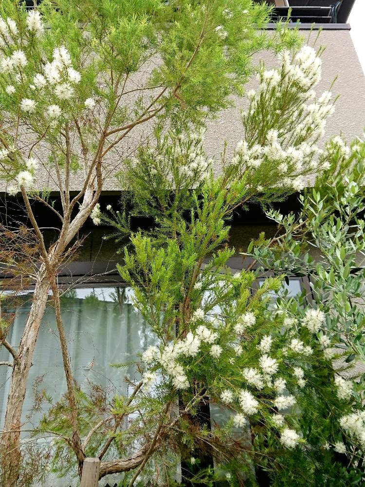 メディカルティーツリーの投稿画像 By すももさん メラレウカ メディカルティーツリーとお庭を彩るお花 樹木フォトコン 19月6月11日 Greensnap グリーンスナップ