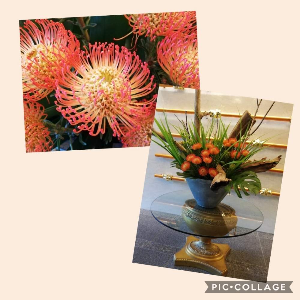 剣山みたいな花の投稿画像 By Guriさん オレンジ色の花と鮮やか と生け花と珍しい花 19月6月11日 Greensnap グリーンスナップ