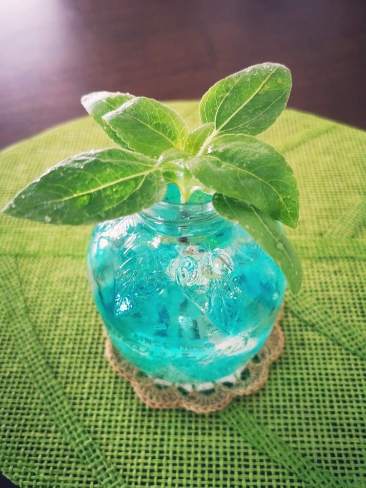 ヒマワリの投稿画像 By Yuki さん グリーン初心者と癒しとジェルポリマーと水挿しと植中毒と緑のある暮らしと楽しみと花のある暮らしとgreenとインテリアグリーン 19月6月11日 Greensnap グリーンスナップ