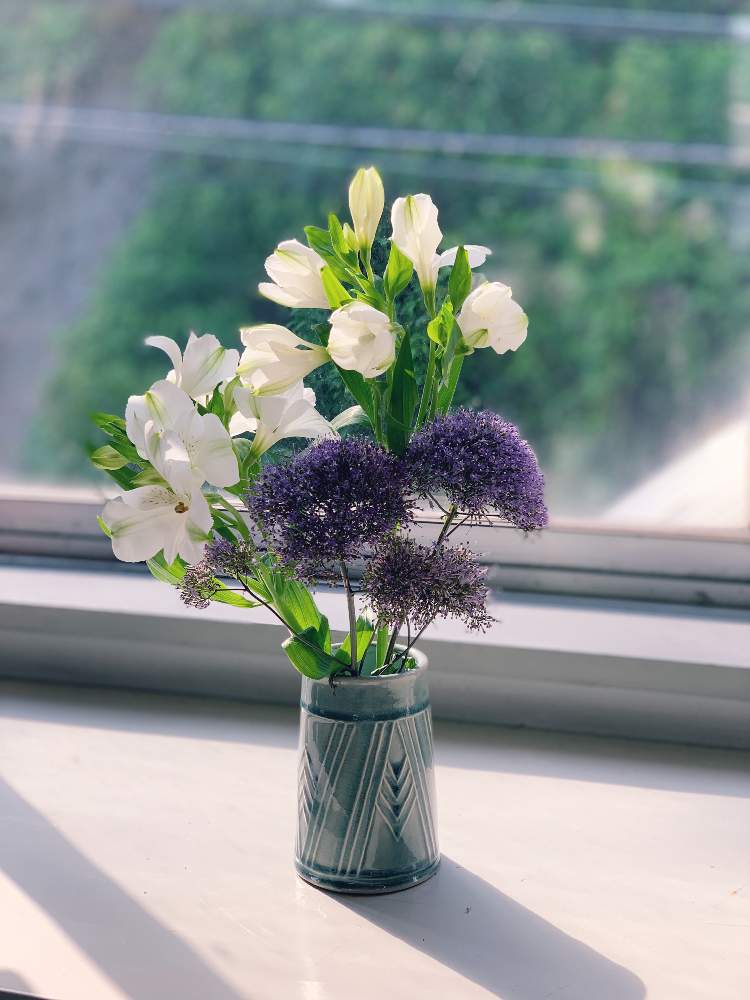 アルストロメリアの投稿画像 By Yurikaさん 梅雨入りとモチベーションと切り花を楽しむと職場と 窓辺に飾られた植物 フォトコンテストと切り花と ユウギリソウと窓辺と梅雨入りとモチベーションと切り花を楽しむと職場と 窓辺に飾られた植物 フォトコンテストと切り花