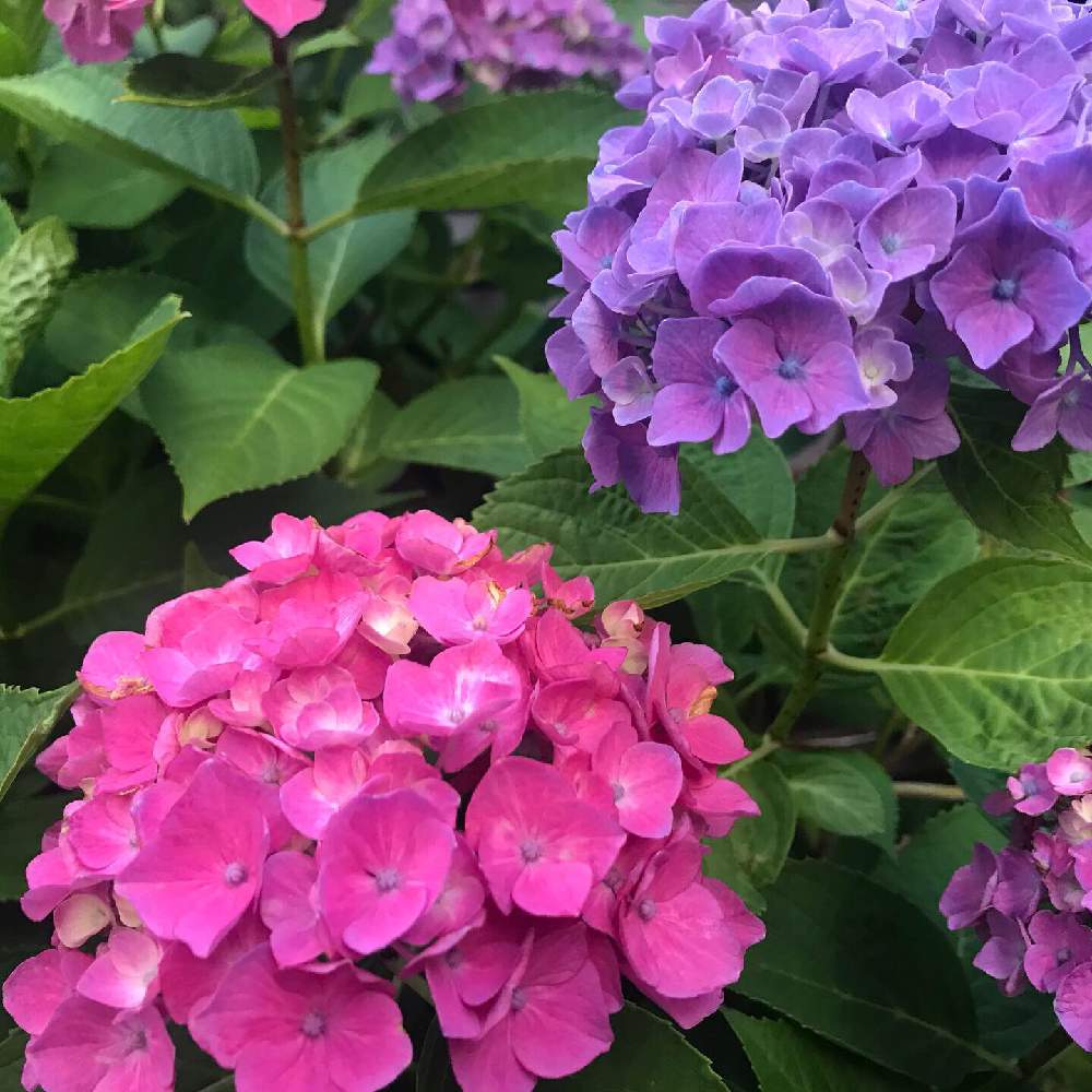 紫陽花の投稿画像 By ポローさん 初夏とピンクの花と夏の花と紫の花とやっぱり花が好き 19月6月11日 Greensnap グリーンスナップ