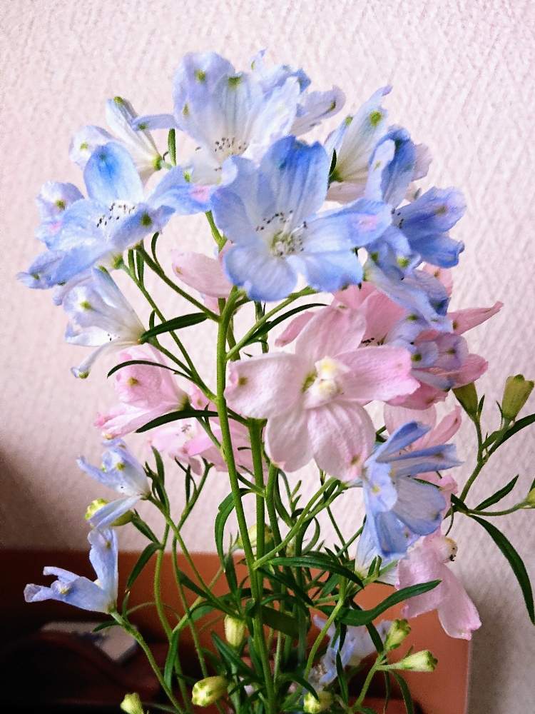 デルフィニウム シネンシスの投稿画像 By Harkaさん 切り花と花のある暮らしと花はいいねぇと こまち多肉部 19月6月11日 Greensnap グリーンスナップ