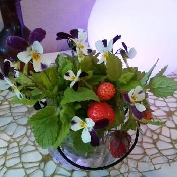 赤花イチゴの画像 by moonさん | 部屋とレモンバームとビオラと赤花イチゴとハーブと初夏