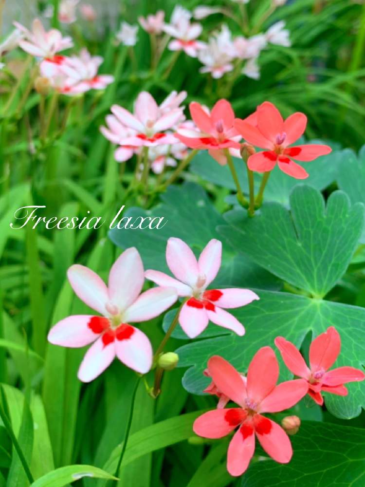 ヒメヒオウギの投稿画像 By つきよみさん 小さな庭と庭の花とガーデニングと球根植物とマイ ガーデンと地植えと庭の花とガーデニングと球根植物とマイ ガーデンと地植え 19月6月11日 Greensnap グリーンスナップ Greensnap グリーンスナップ