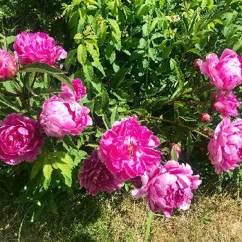 幸せの花の画像 by Melodyさん | お花大好きとピンク❤︎ピンクと芍薬 シャクヤク ピオニーと元気もらえるとありがとうと我が家の庭と幸せの花と元気になる花
