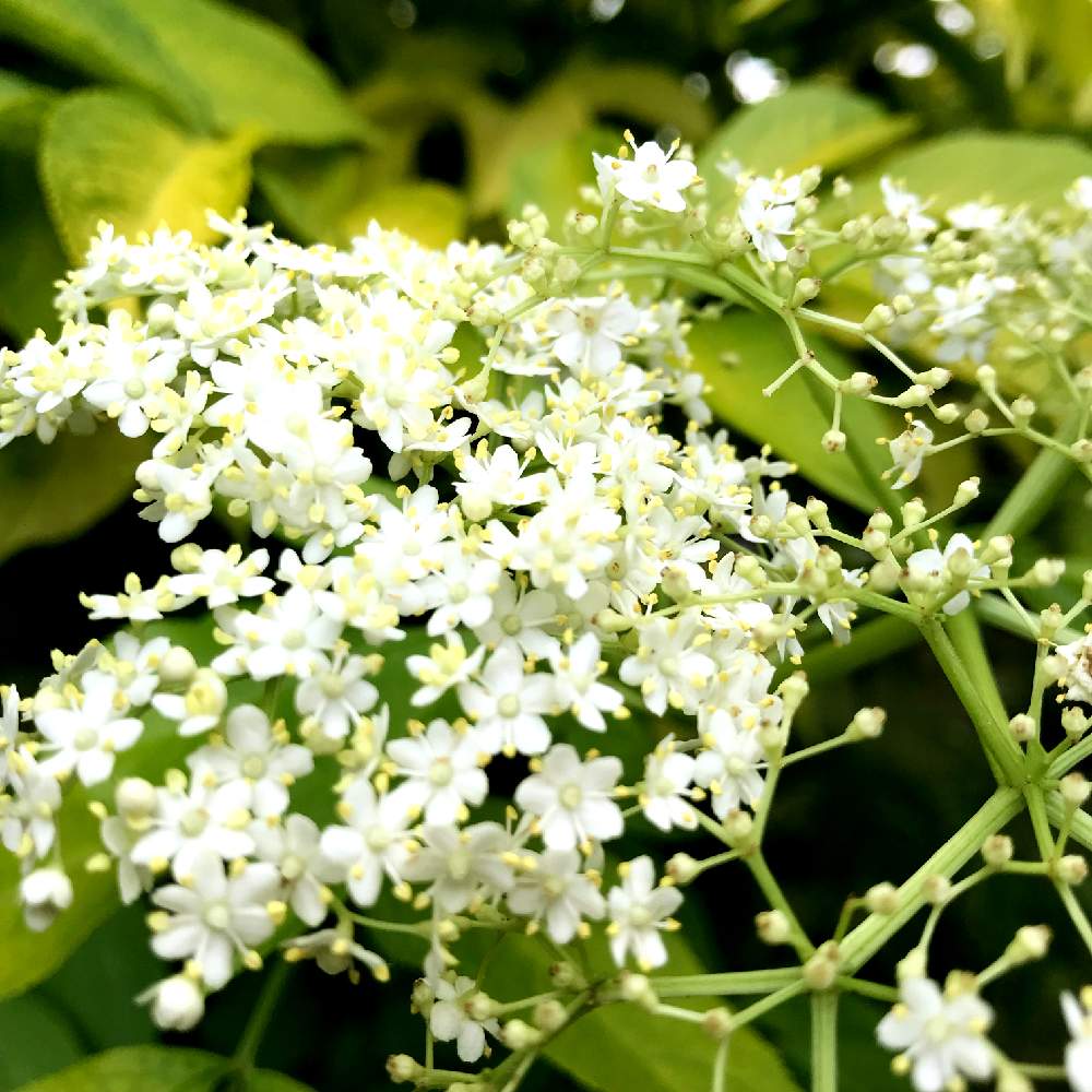 すべての美しい花の画像 トップ100 エルダー フラワー 花 言葉