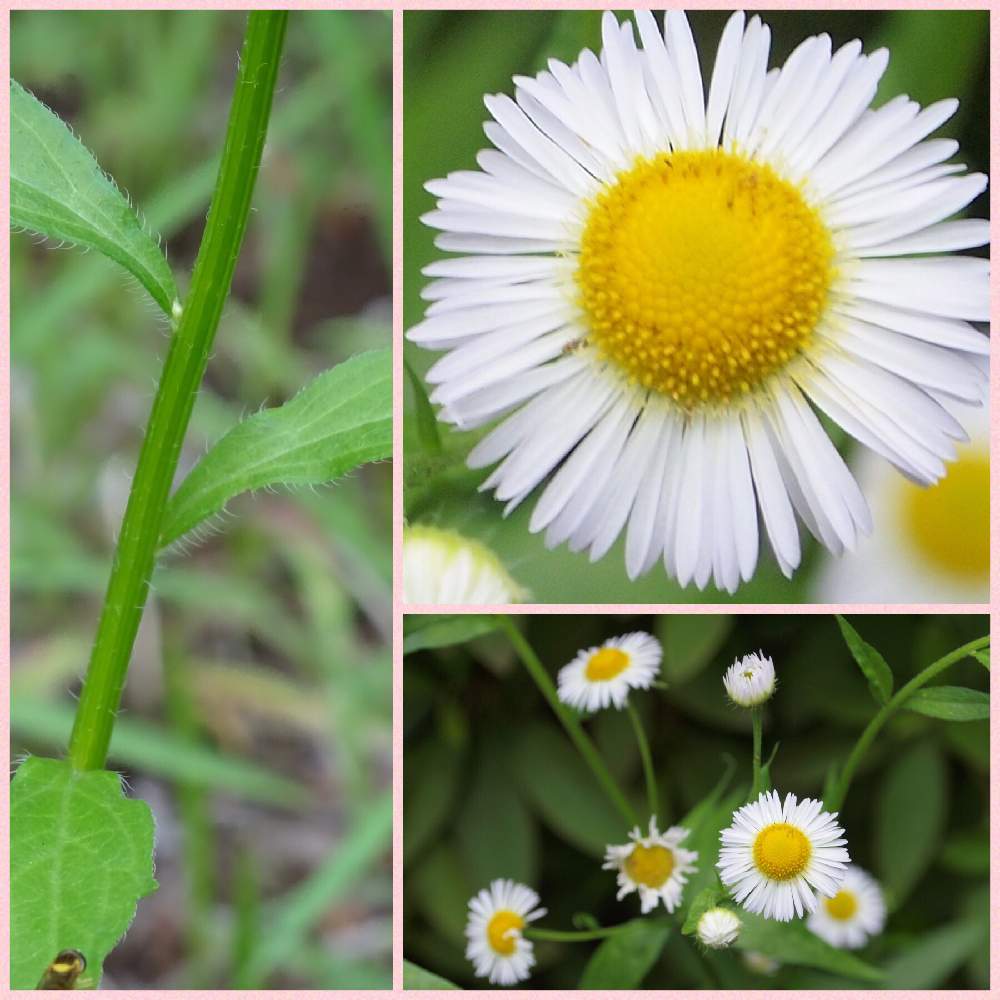 ヒメジョオンの投稿画像 By なるさん 雑草とお散歩と似た花と野草 雑草だって可愛いとなる図鑑と雑草とお散歩と似た花と野草 雑草だって可愛いとなる図鑑 19月6月11日 Greensnap グリーンスナップ Greensnap グリーンスナップ