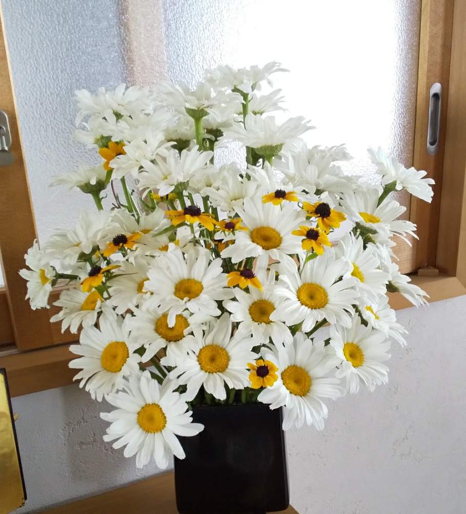 シャスターデージーの投稿画像 By 春イチゴさん 部屋とキュンキュン乙女倶楽部と好きな花と好きな色と植中毒と緑のある暮らしと花のある暮らしと白い花とモリモリにな れ とキュンキュン乙女倶楽部と好きな花と好きな色と植中毒と緑のある暮らしと花のある暮らしと白い